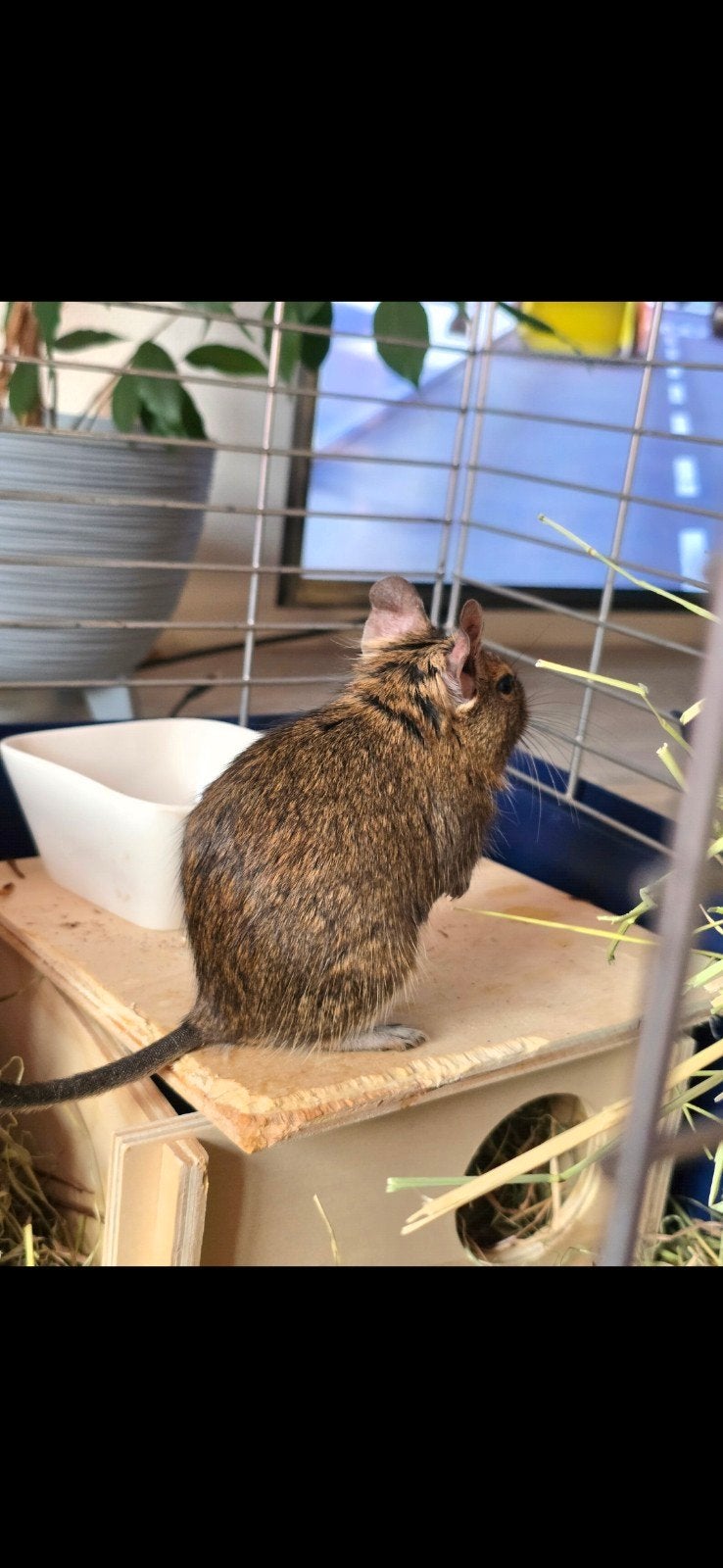 Degus, Animaux & Accessoires, Enlèvement