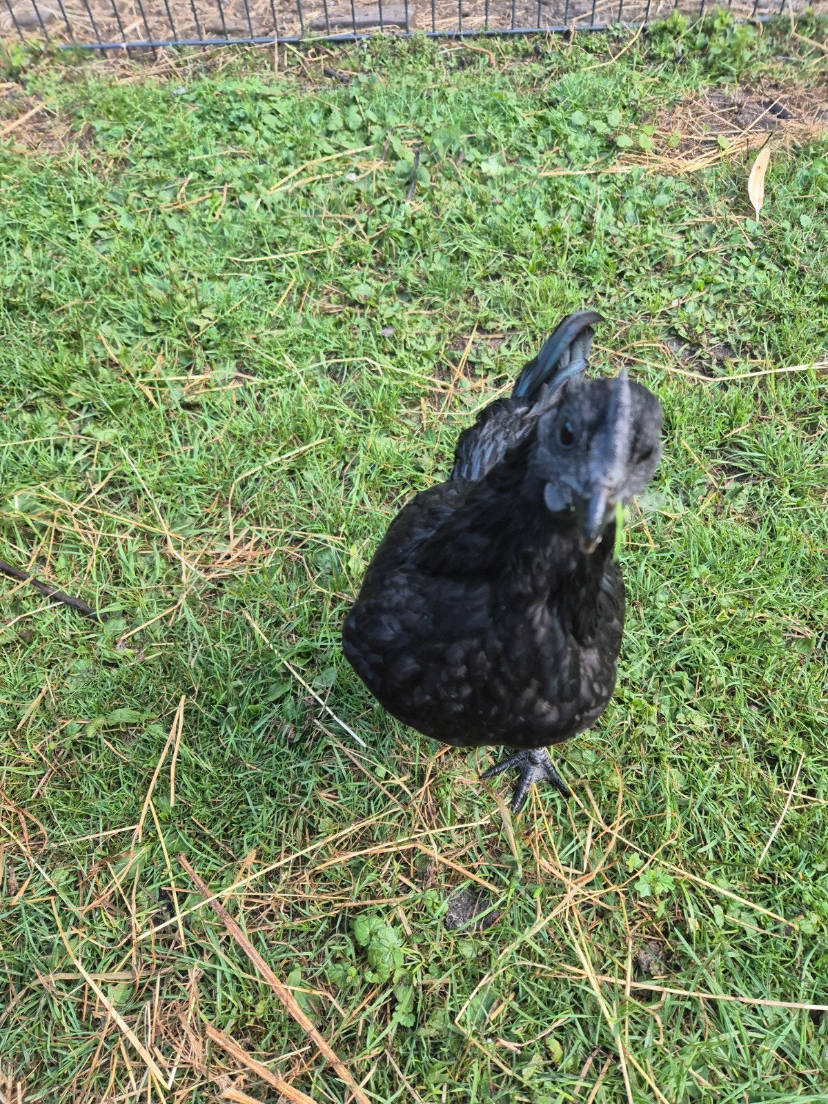Ayam cemani hanen, Dieren en Toebehoren, Pluimvee, Mannelijk, Kip