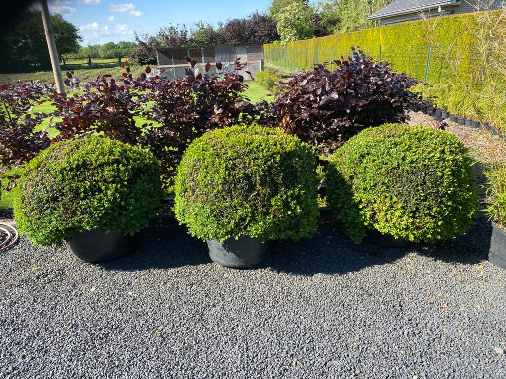 4 prachtige buxusbollen 90 cm !, Ophalen, Buxus