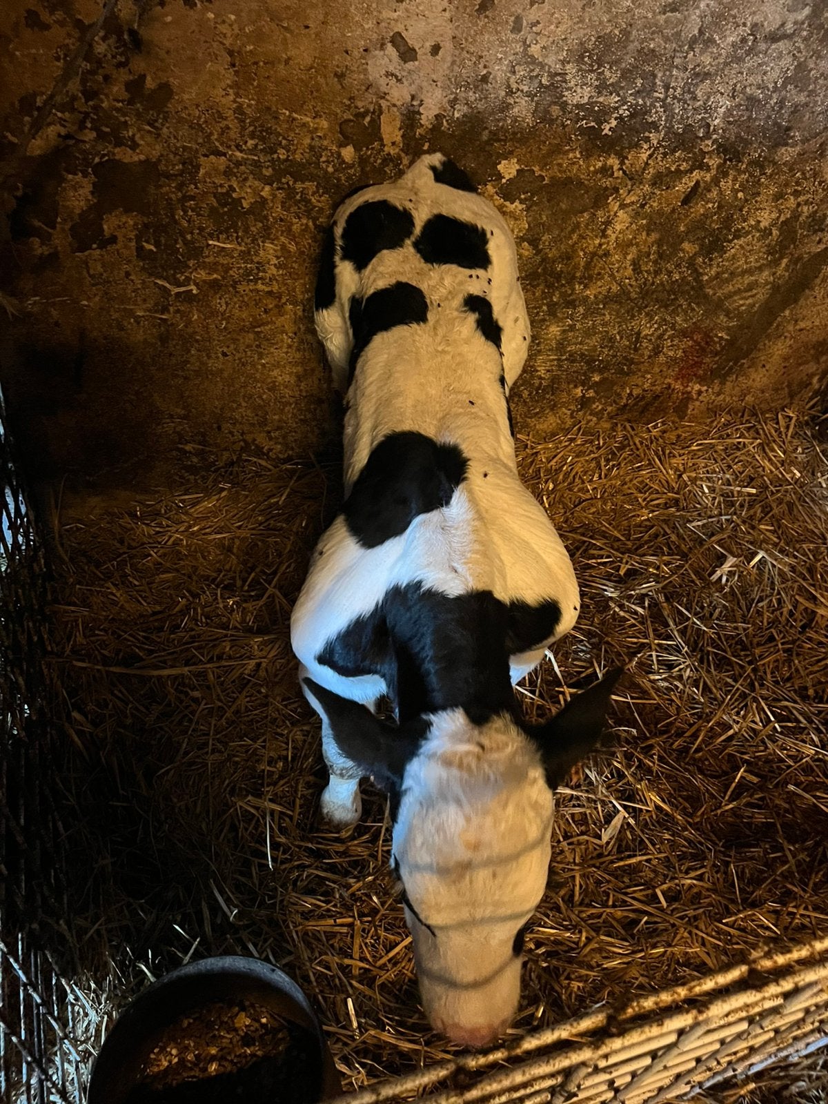 2 mollets super gros