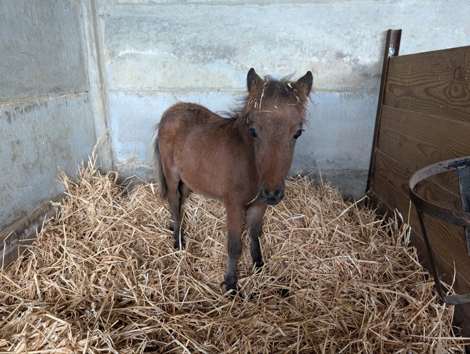 Shetland veulen merrie, Dieren en Toebehoren, Merrie, 0 tot 2 jaar, A pony (tot 1.17m), Gechipt