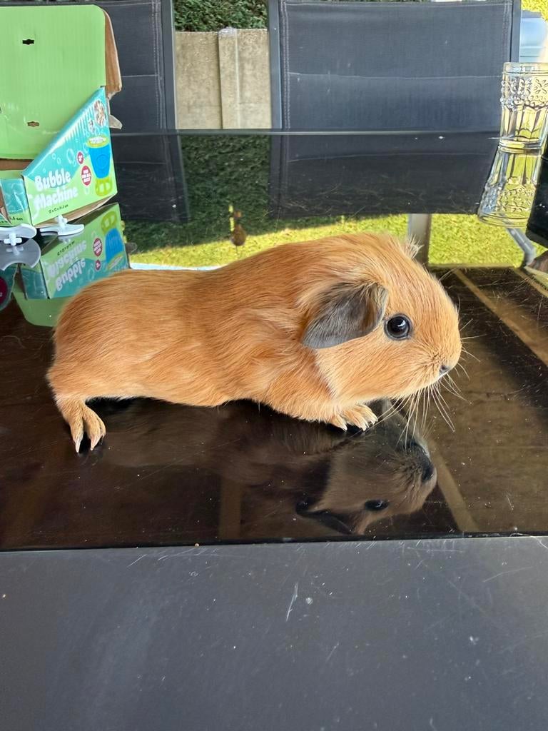 Cali beertje, Mâle, Domestique, Avril, Cobaye