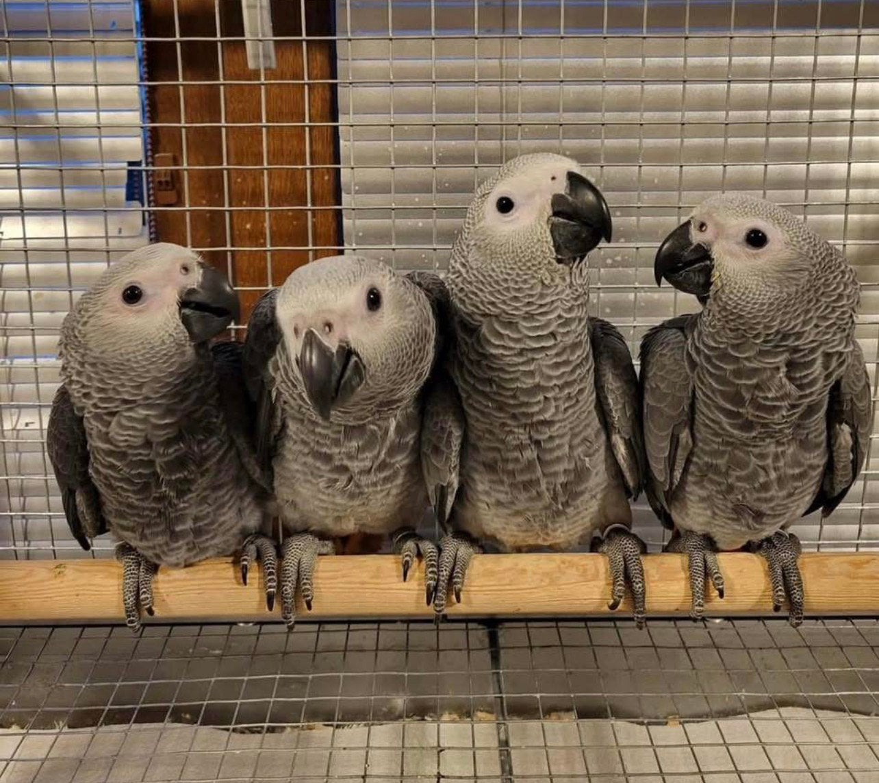Gris du Gabon élevé mains, Plusieurs animaux, Perroquet, Parleur
