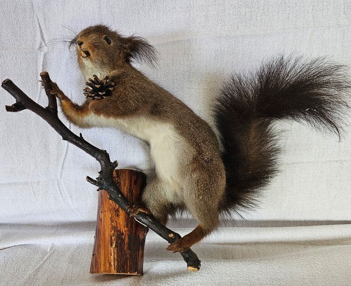 Ecureuil empaillé, Collections, Enlèvement, Utilisé, Animal sauvage, Animal empaillé