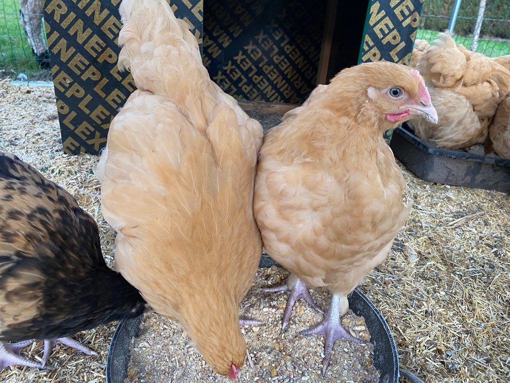 Orpington hanen, Dieren en Toebehoren, Mannelijk, Kip
