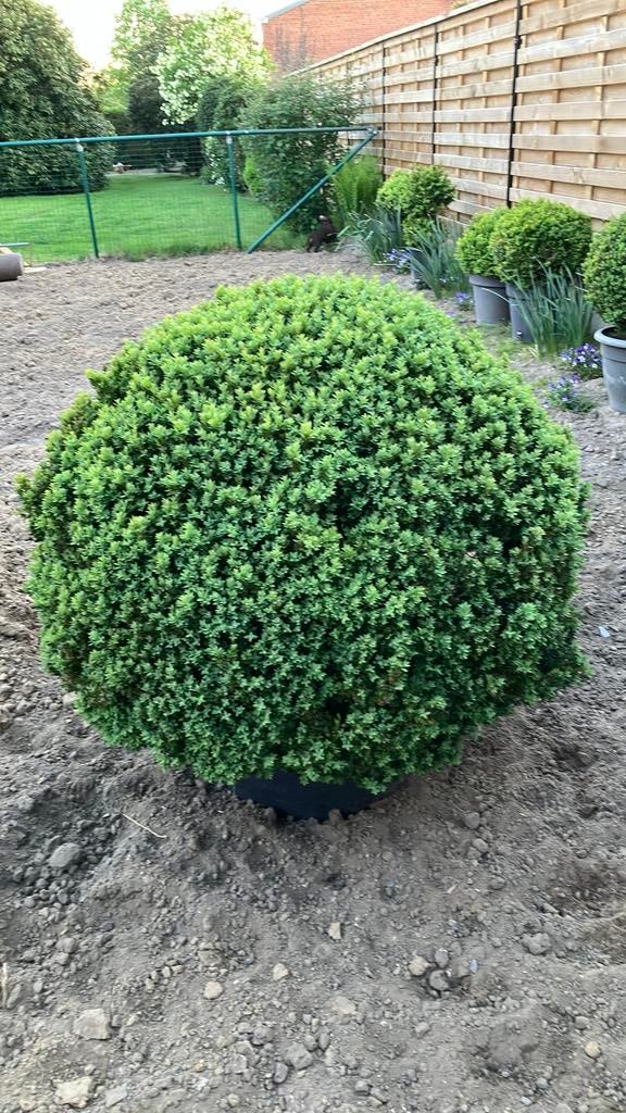 Buxus 1m, Tuin en Terras, Ophalen, Buxus