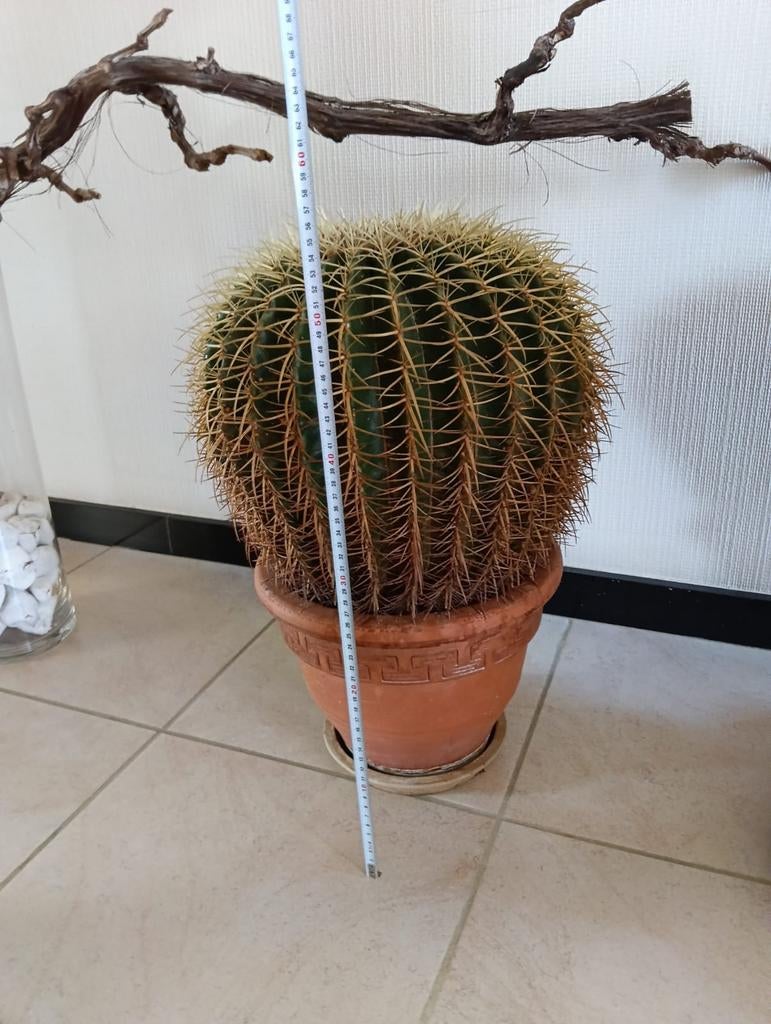 Echinocactus Grosinii, Ophalen