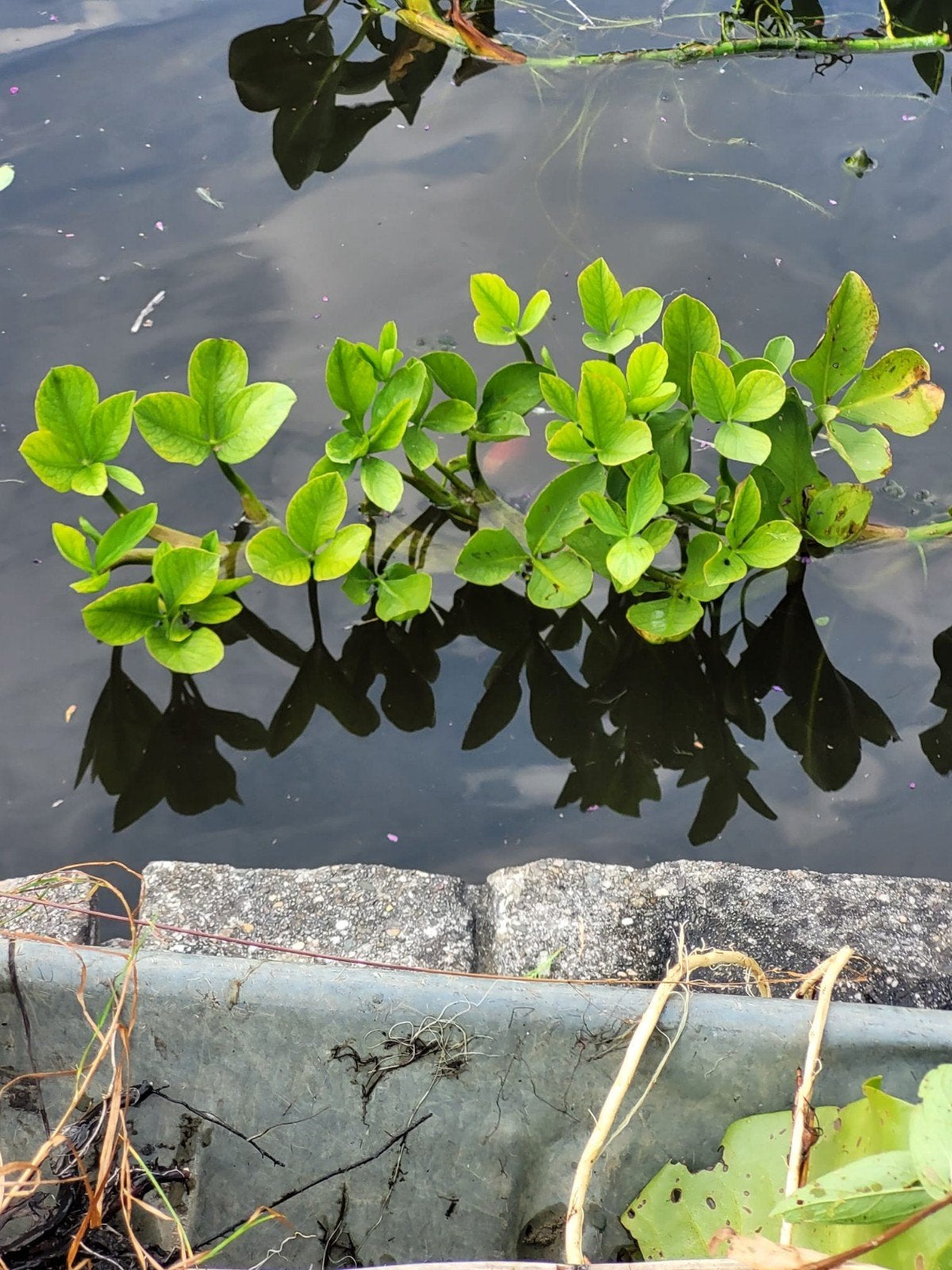 waterdrieblad, beschermde plant!, Tuin en Terras, Ophalen