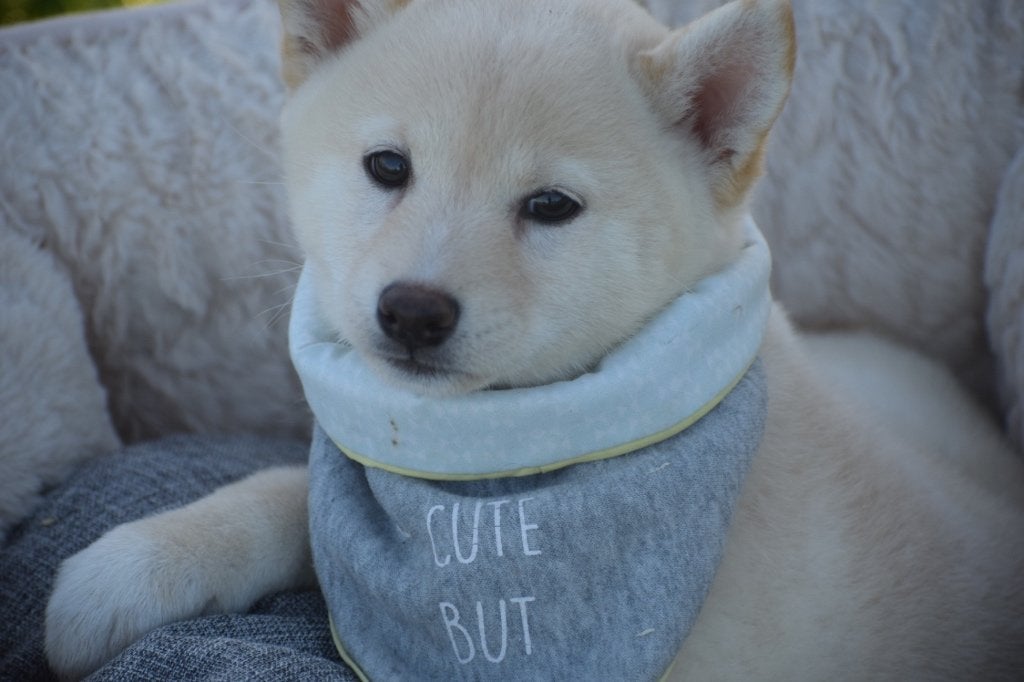 Shiba inu pups nieuw nestje, 15 weken tot 1 jaar, Buitenland, Poolhond, CDV (hondenziekte)