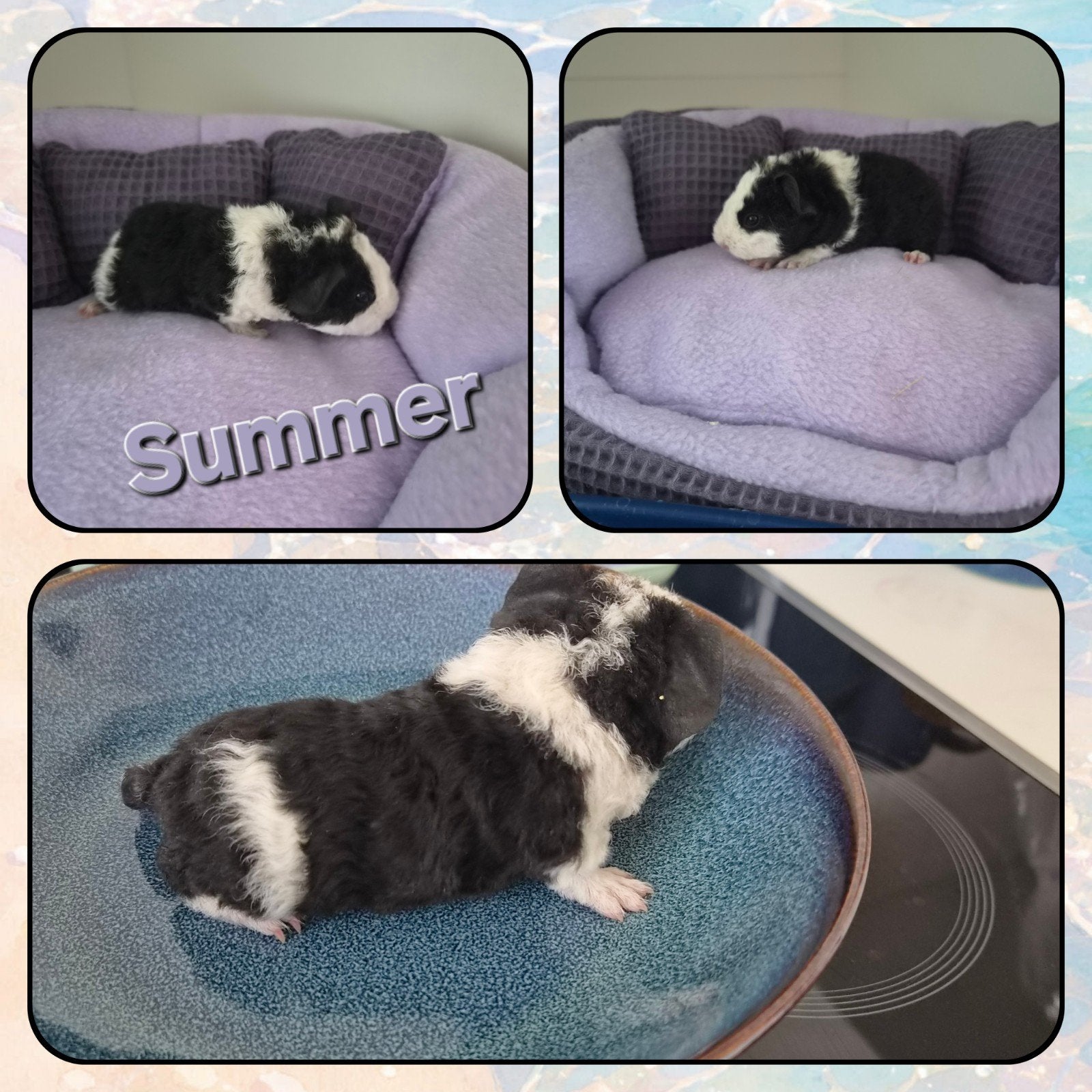 Us teddy cavia's, Domestique, Plusieurs animaux, Mai, Cobaye