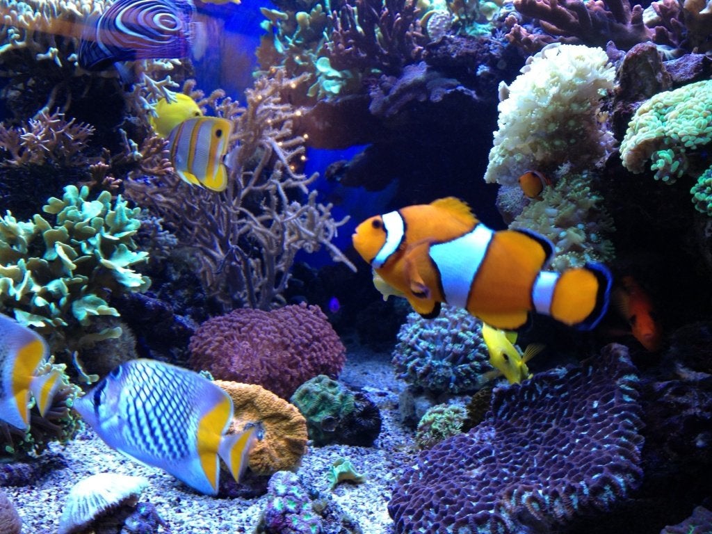 Vissen en koralen gezocht, Dieren en Toebehoren, Vissen | Aquariumvissen, Zoutwatervis