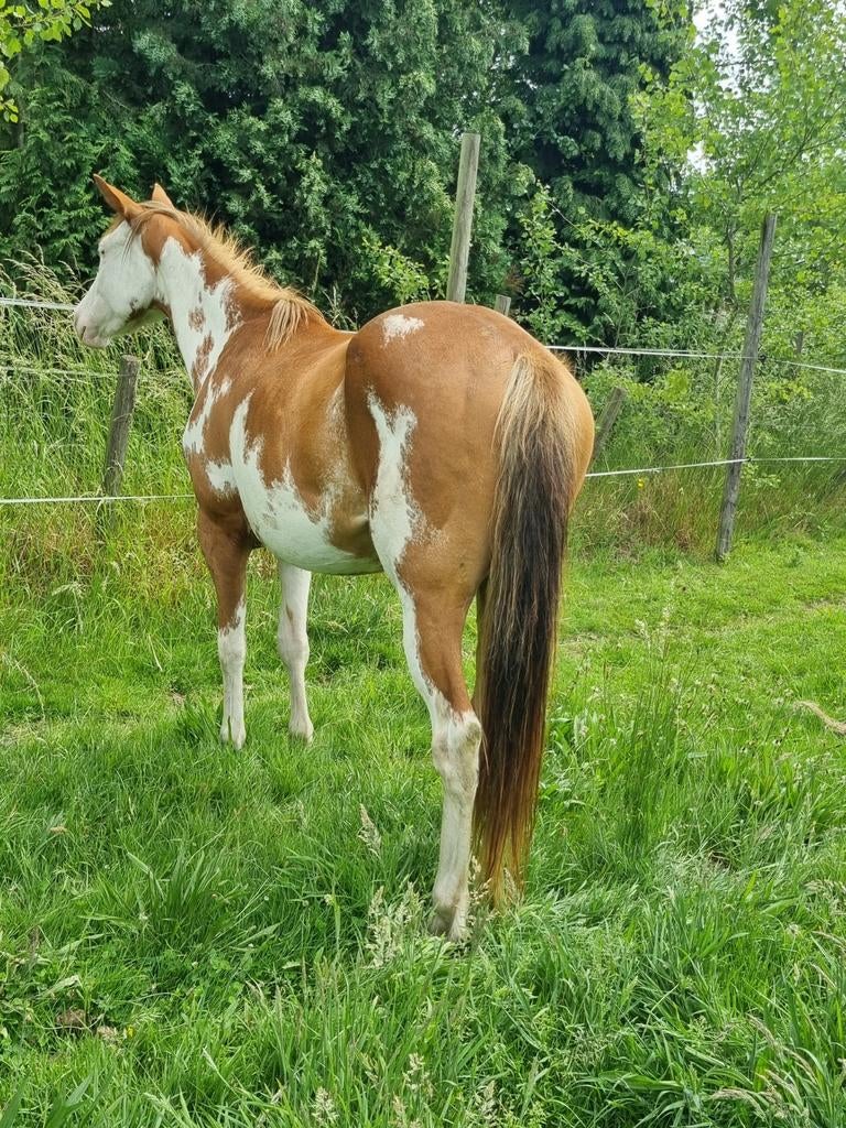 Prachtige overo merrie 4j en paint jaarling merrie, Dieren en Toebehoren, Paarden, Hengst, Ontwormd