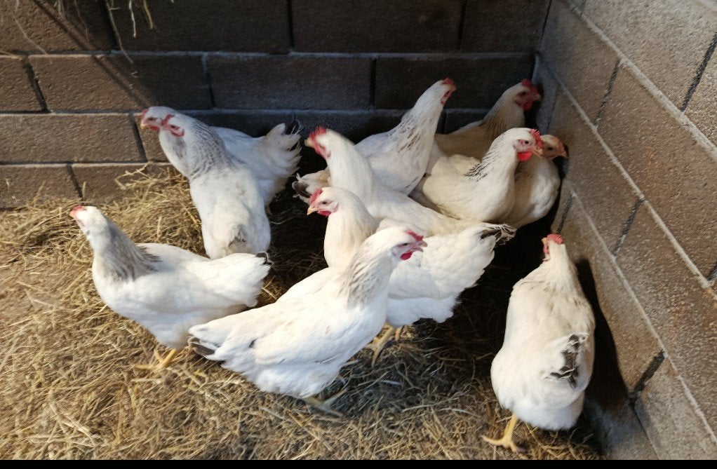 jonge sussex legkippen, Dieren en Toebehoren, Pluimvee, Kip