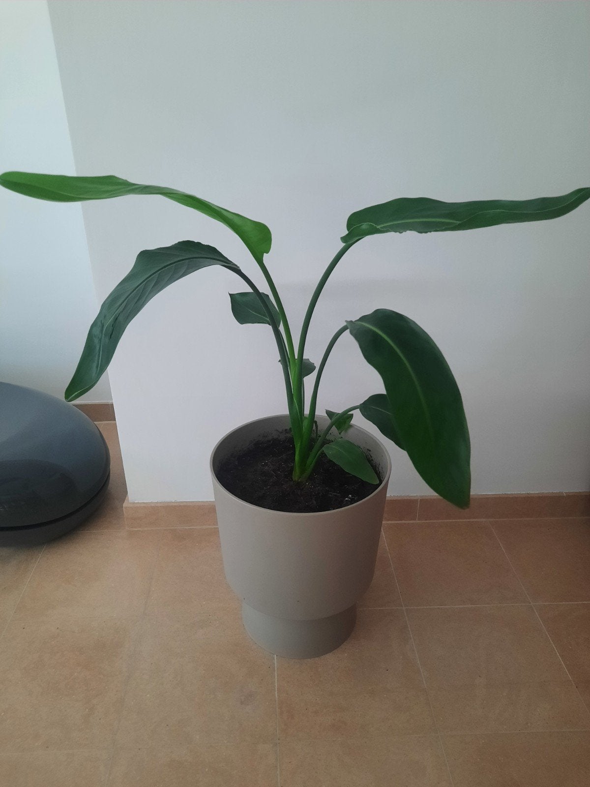 Strelitzia kamerplant, Enlèvement, En pot