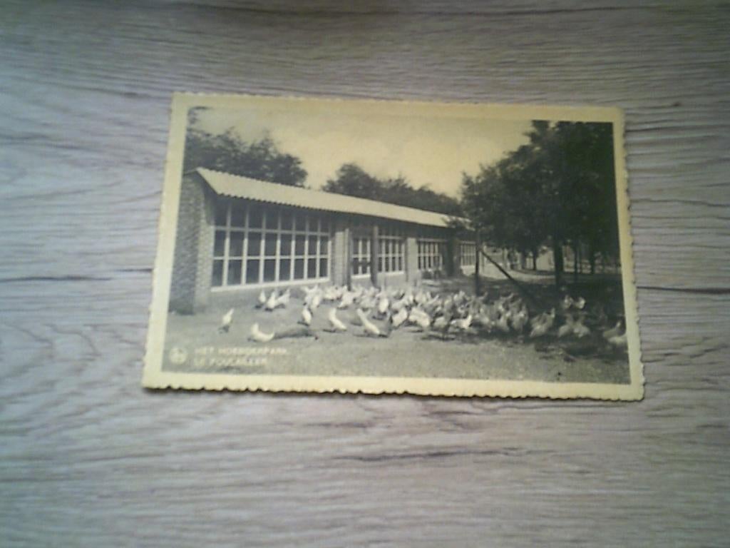 WESTMALLE: Cisterciënzer Abdij - Het Hoenderpark, Verzamelen, Ophalen of Verzenden, Voor 1920, Ongelopen, Antwerpen