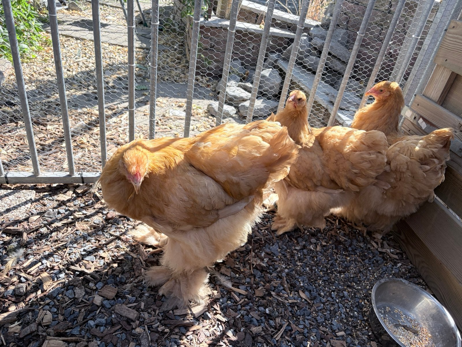 3 cochin en 3 brahmas, Dieren en Toebehoren, Vrouwelijk, Kip