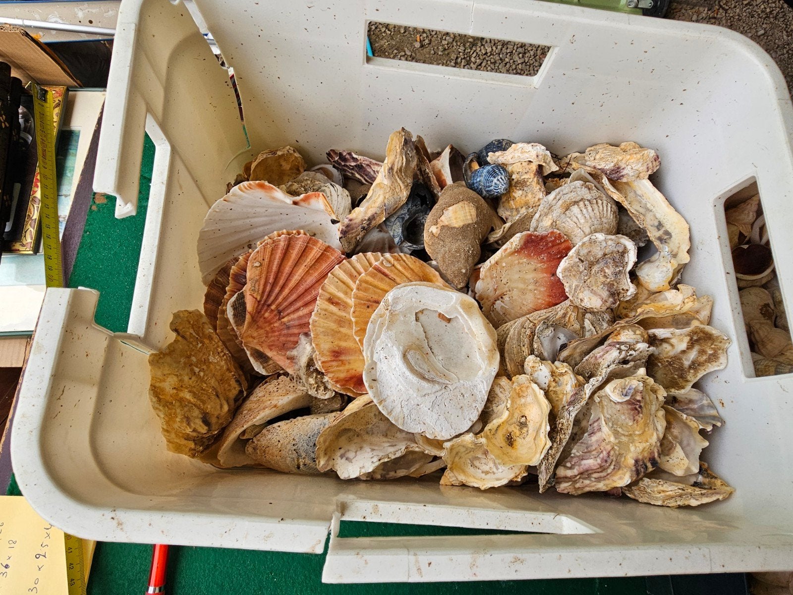 schelpen groot lot, Ophalen, Schelp(en)