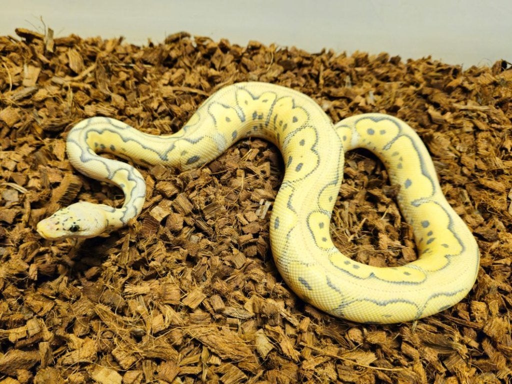 LAST MINUTE HOUTEN DEALS - Diverse koningspythons Ball Python photo 16