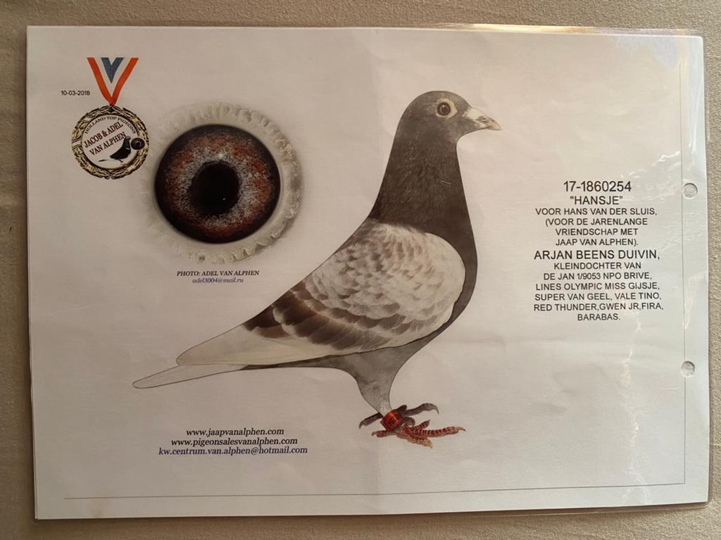 Arjan Beens duivin 2017, Femelle, Pigeon voyageur