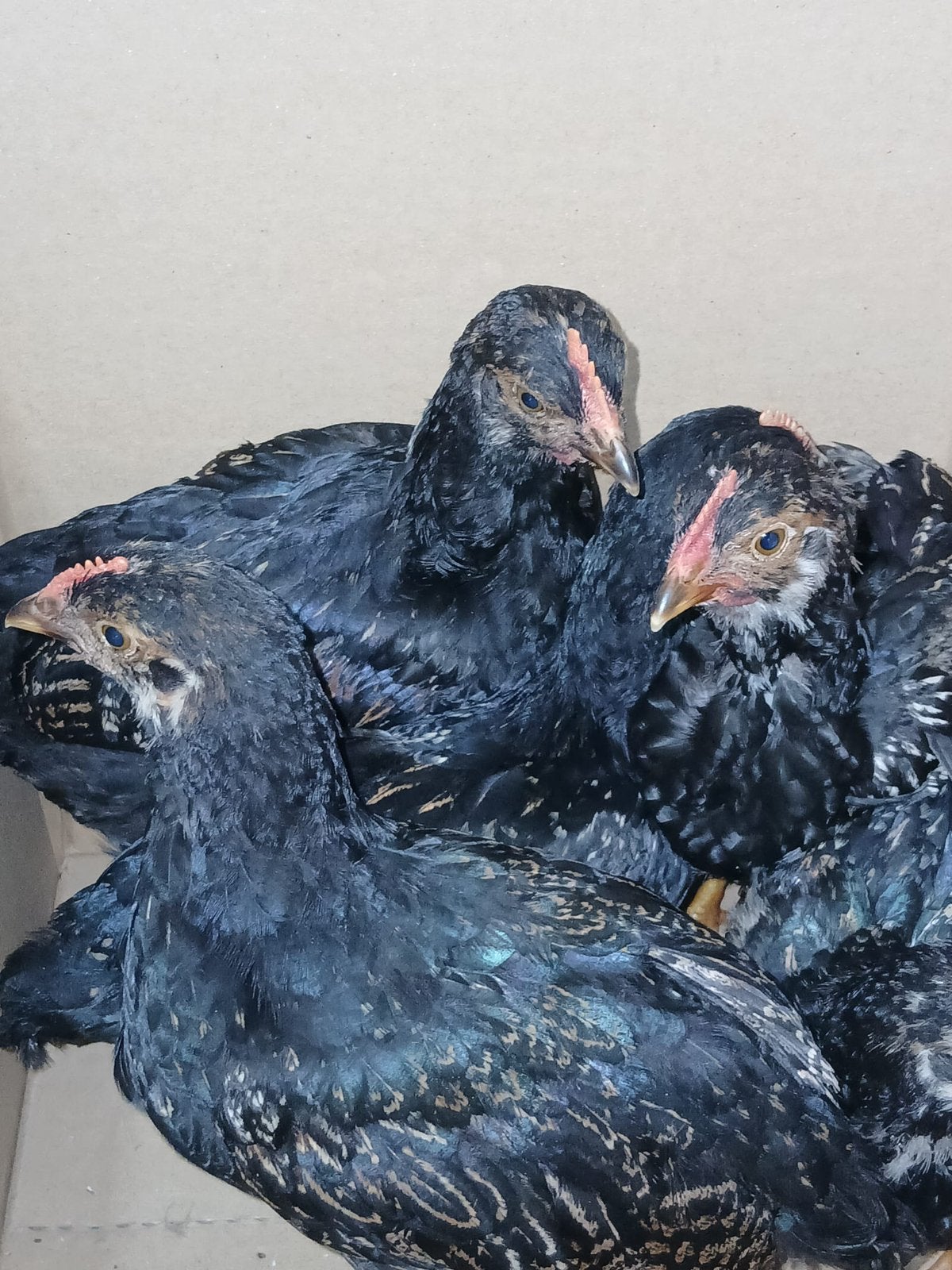 Hollandse barneverlders kuikens, Dieren en Toebehoren