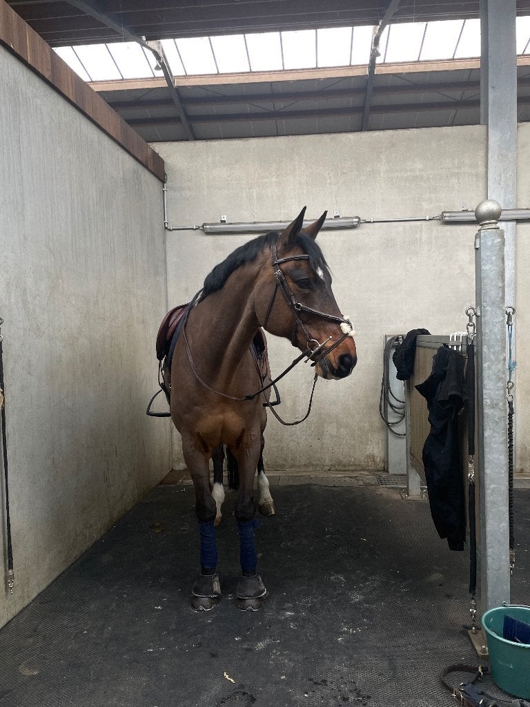 Paard te koop, Dieren en Toebehoren, Springpaard, Ruin, 160 tot 165 cm, 11 jaar of ouder