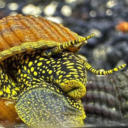 Gezocht: Gold Spotted Rabbit Snails (Tylomelania), Animaux & Accessoires, Poissons | Poissons d'aquarium