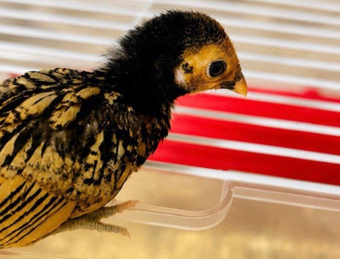 Kuikens sebright, Dieren en Toebehoren, Pluimvee, Geslacht onbekend