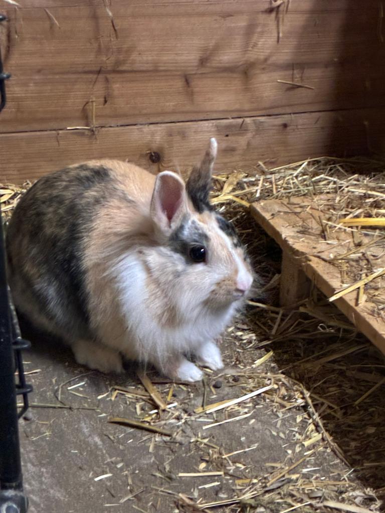 Dwergkonijn, Dieren en Toebehoren, Konijnen