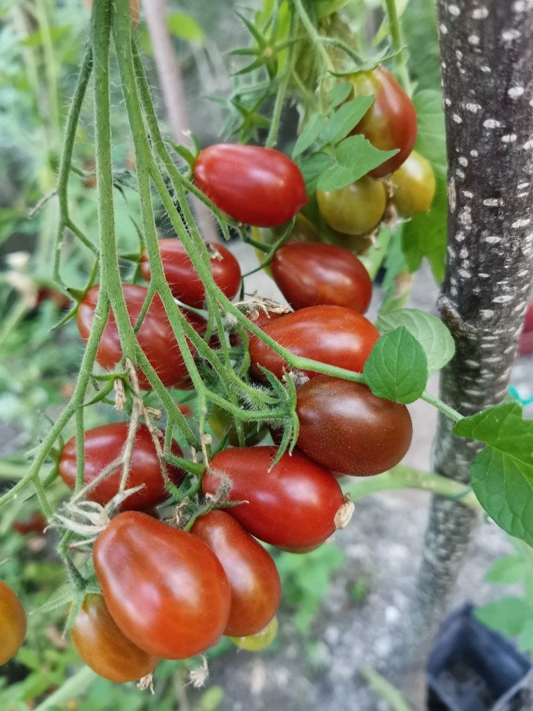 5 graines de tomate cerise en forme de poire Stormin Norman, Envoi, Printemps, Graine