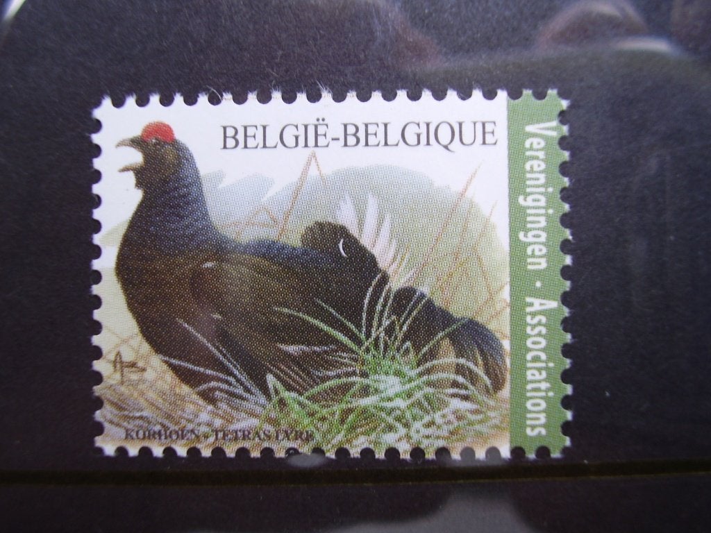 4305 postfris - Korhoen, Ophalen of Verzenden, Postfris