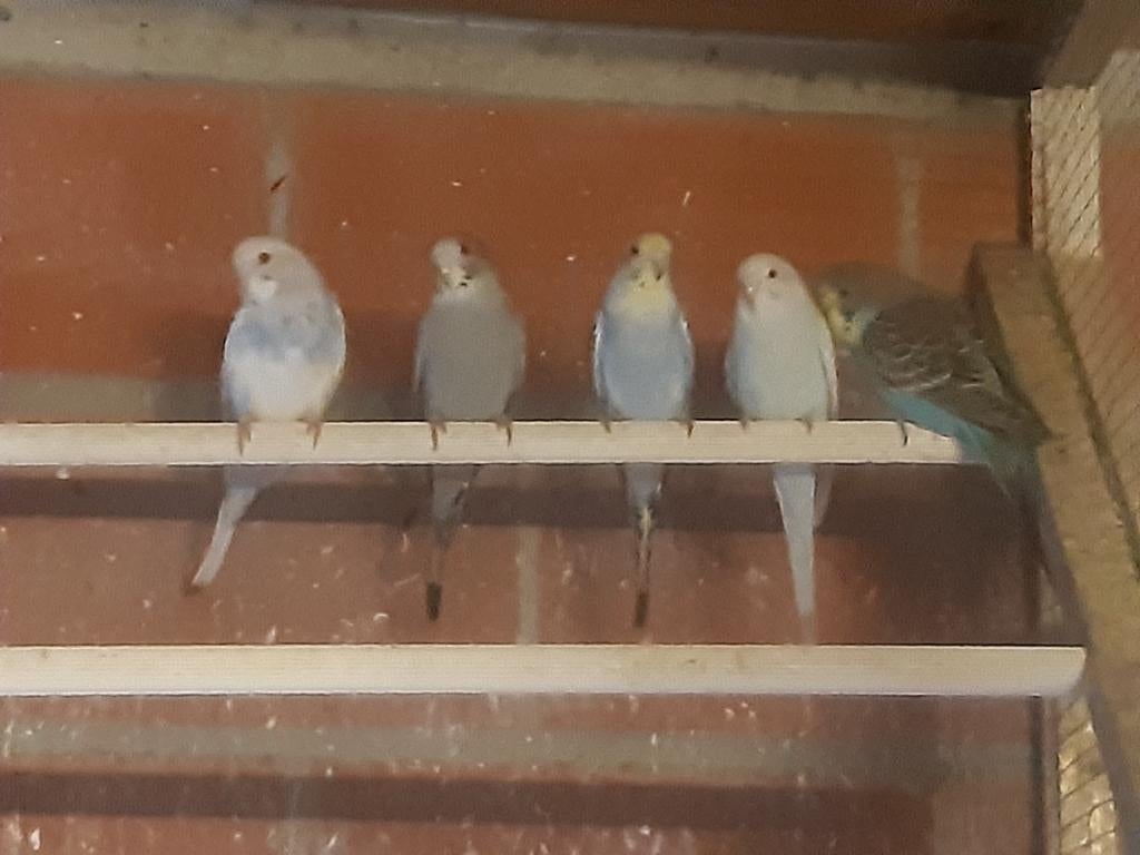 Jonge grasparkieten, Plusieurs animaux, Perruche
