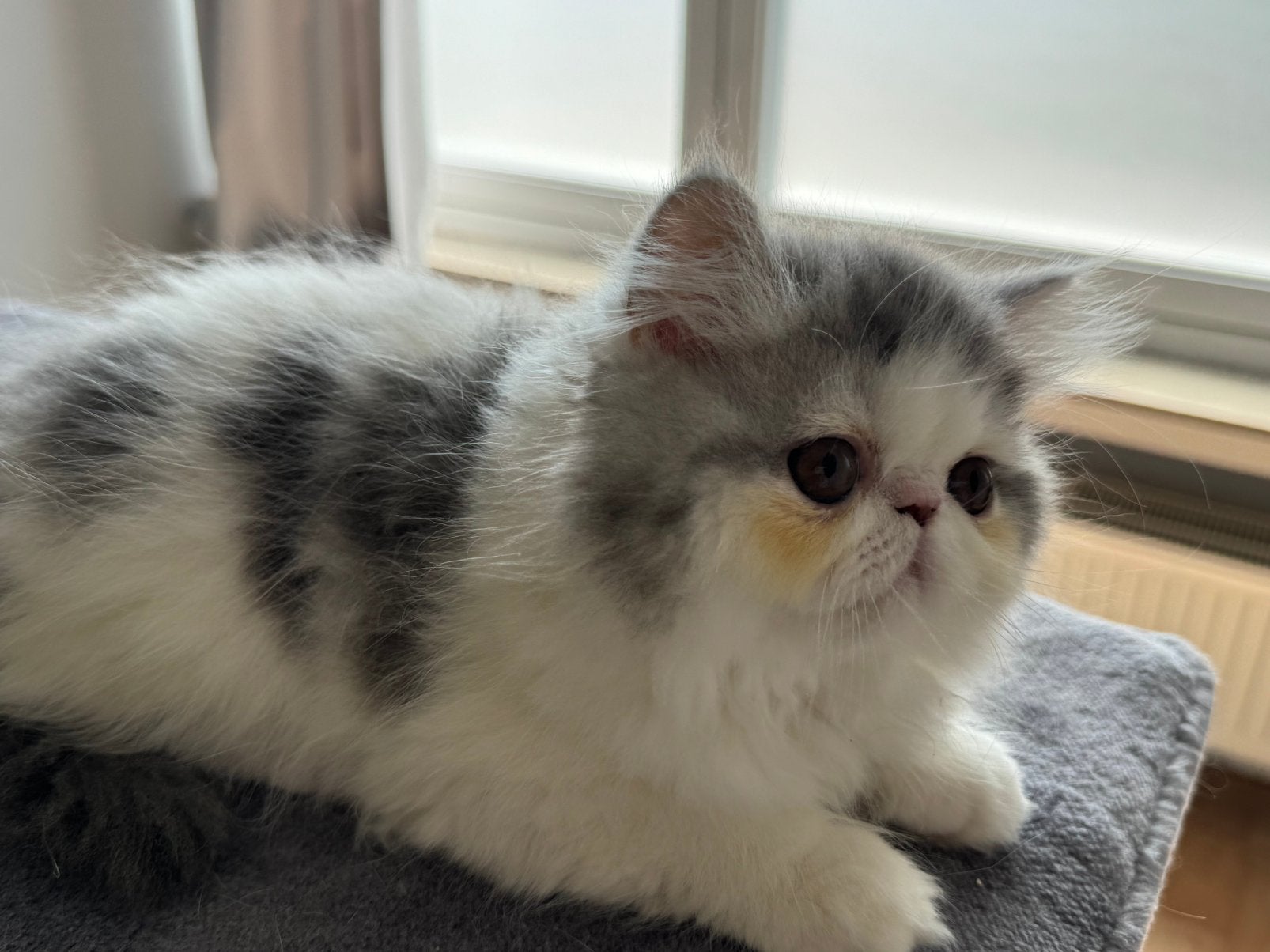 kittens Exotic korthaar, Dieren en Toebehoren, Meerdere dieren, Gechipt, 0 tot 2 jaar