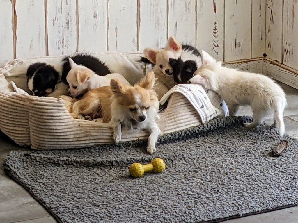 Chihuahua pups, Dieren en Toebehoren, Parvo, België, Particulier, Reu