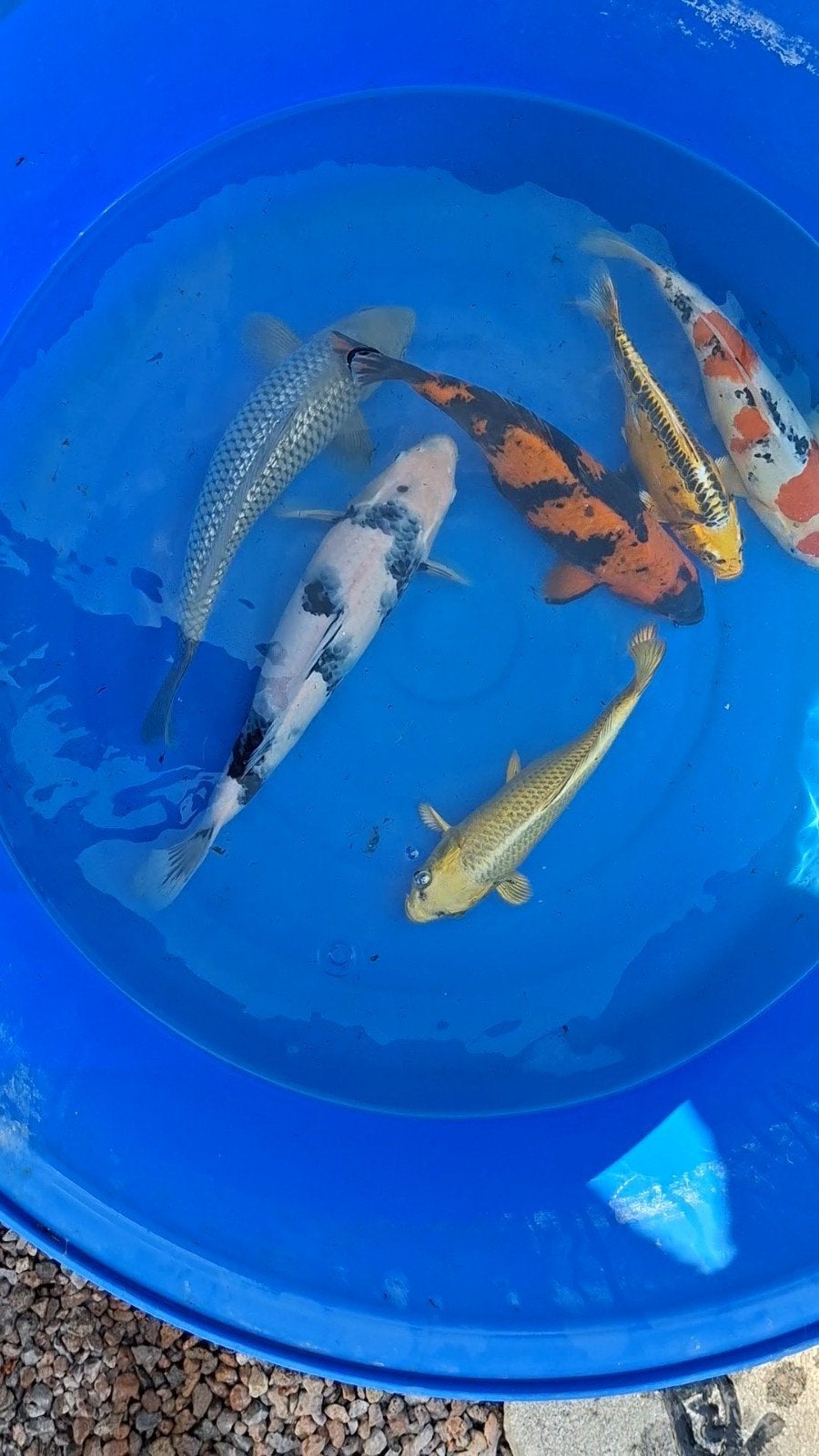7 Japanse koi s, Animaux & Accessoires, Poissons | Poissons d'étang, Carpe ou Koï