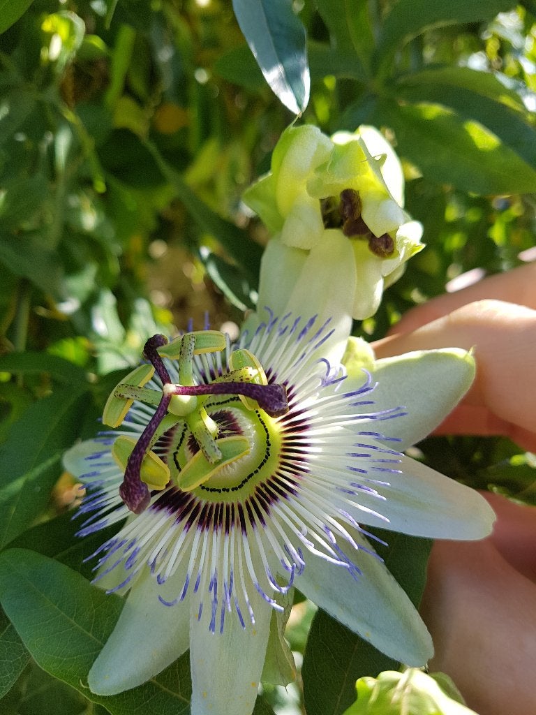 Passiflore bleuâtre, Plein soleil, Été, Enlèvement, Plante fixe
