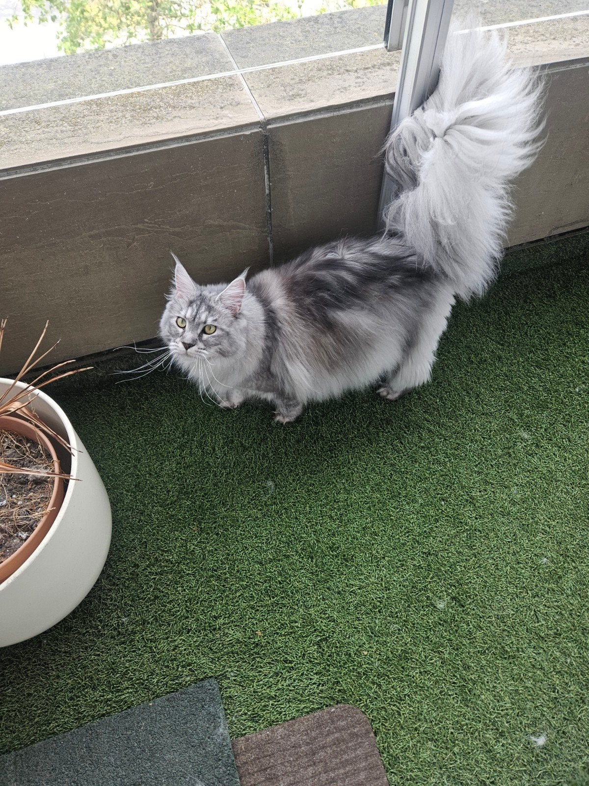 maine  coon 1 jaar oud, Dieren en Toebehoren