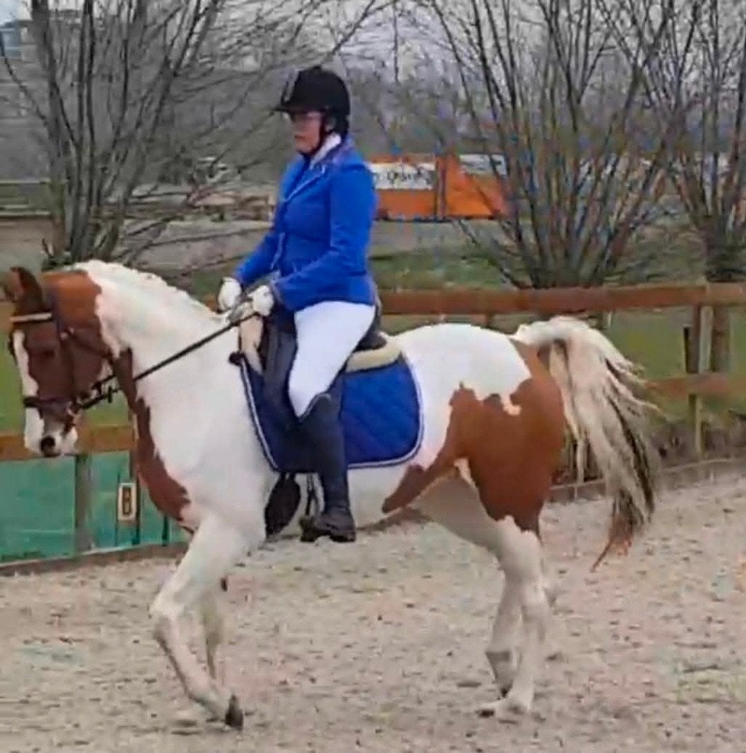 lief recreatie/ weidemaatje, Merrie, Minder dan 160 cm, Recreatiepaard, 11 jaar of ouder