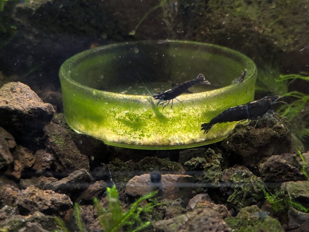 Neocaridina garnalen - Blue Dreams, Dieren en Toebehoren, Vissen | Aquariumvissen, Kreeft, Krab of Garnaal, Zoetwatervis, Schoolvis