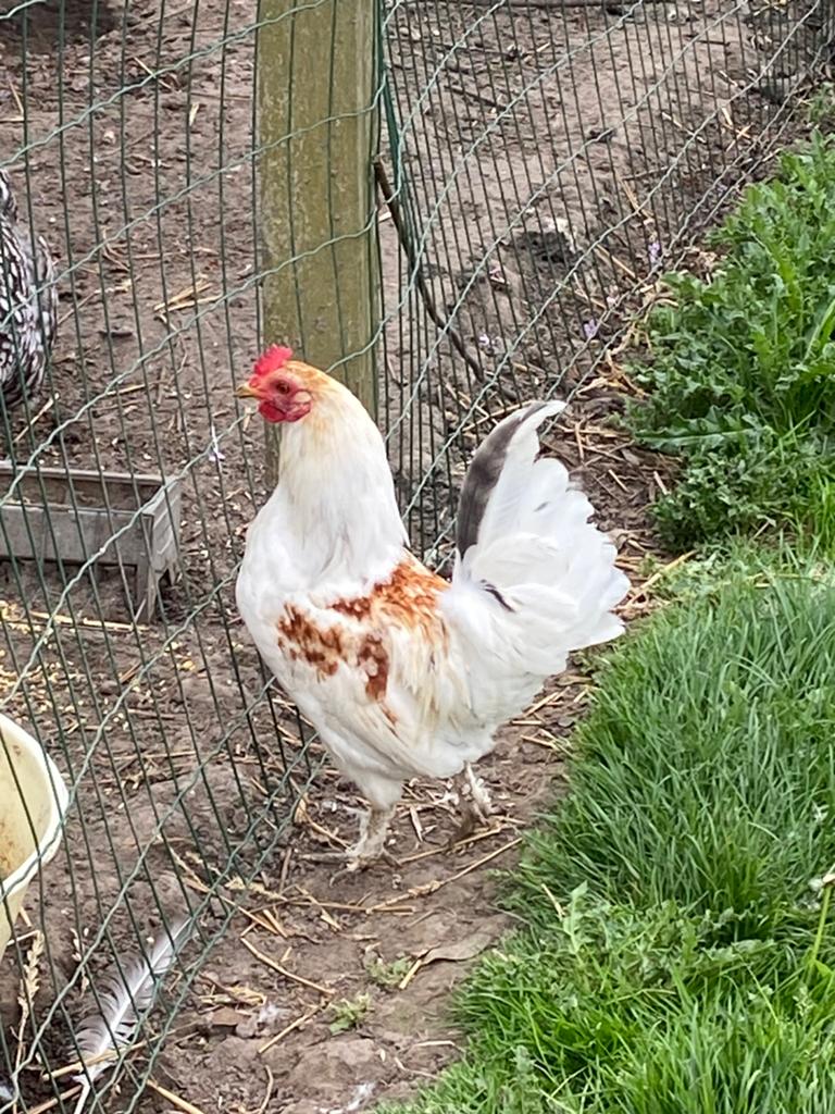 hanen, Mâle, Poule ou poulet