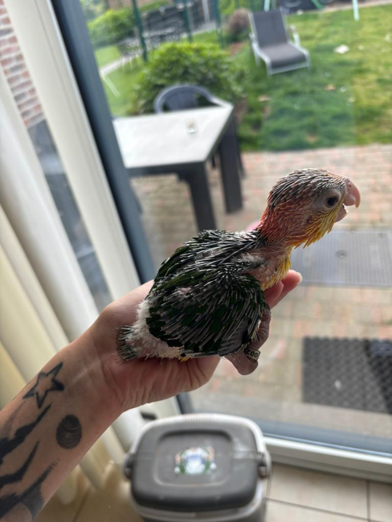 Handtamme roestkop caique., Dieren en Toebehoren