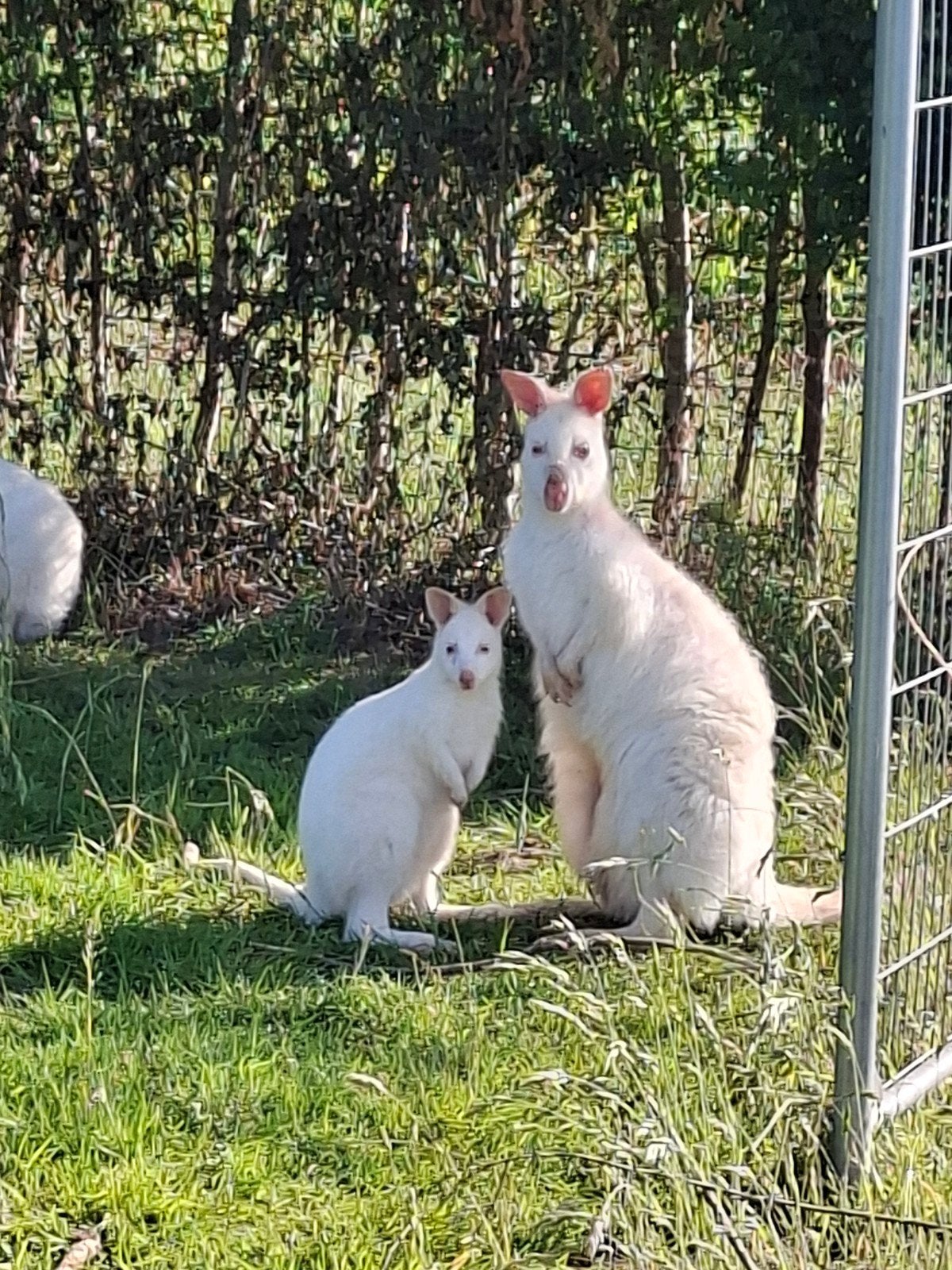 Witte wallaby man, Dieren en Toebehoren, Januari, Mannelijk