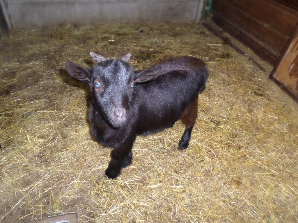 dwerggeitje, Dieren en Toebehoren