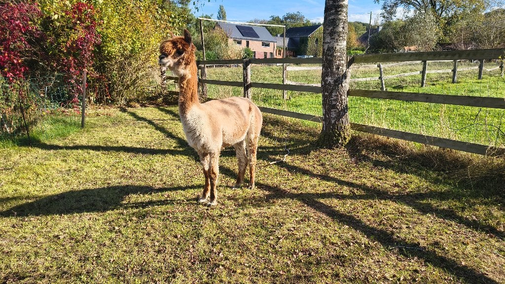 Vrouwelijke alpaca's, Vrouwelijk, Alpaca, 3 tot 5 jaar