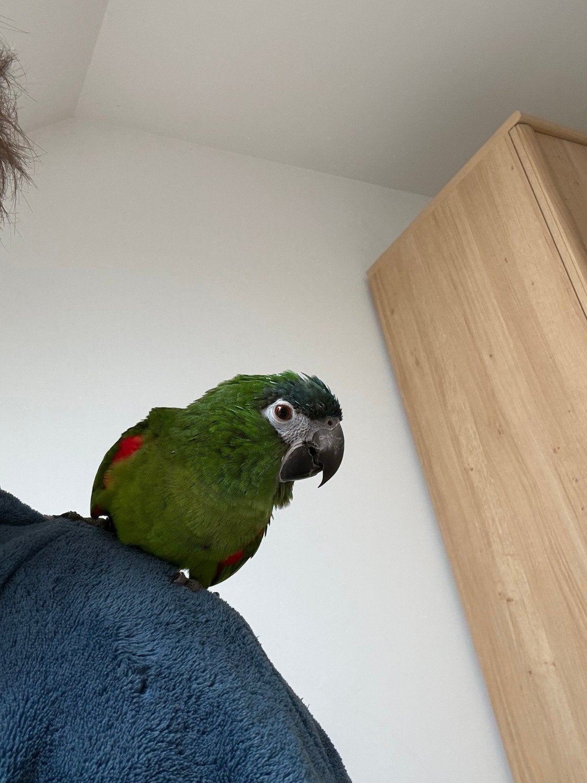 Ara nobilis kei tam, Dieren en Toebehoren, Vogels | Parkieten en Papegaaien, Tam