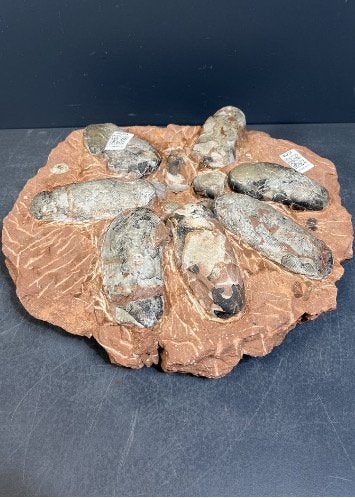 Nids de 12 oeufs de Oviraptors, Enlèvement