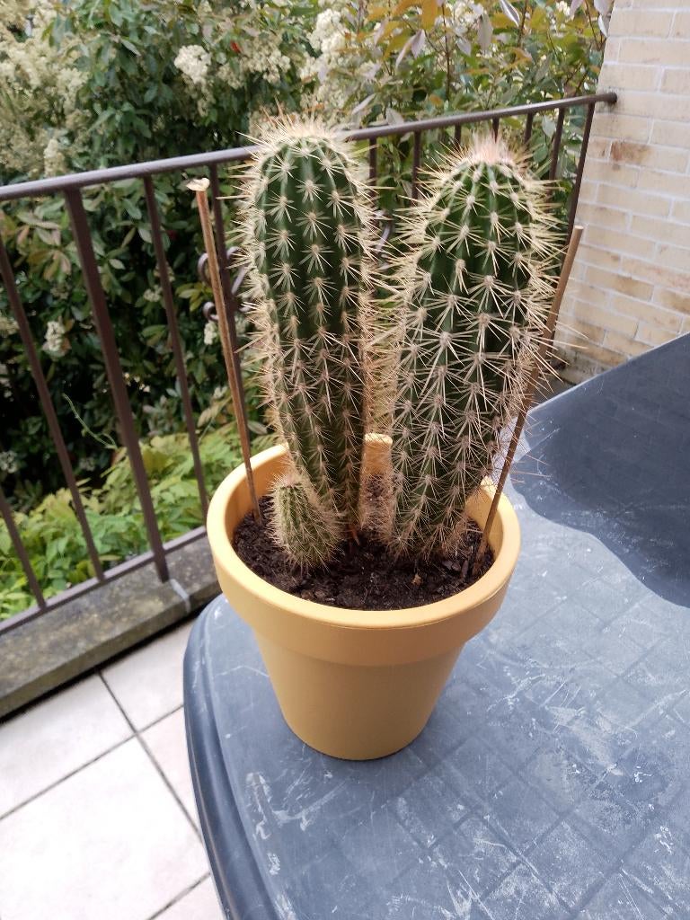Cactus en pleine forme 28 cm en pot, Huis en Inrichting, Kamerplanten, Ophalen, Cactus, In pot