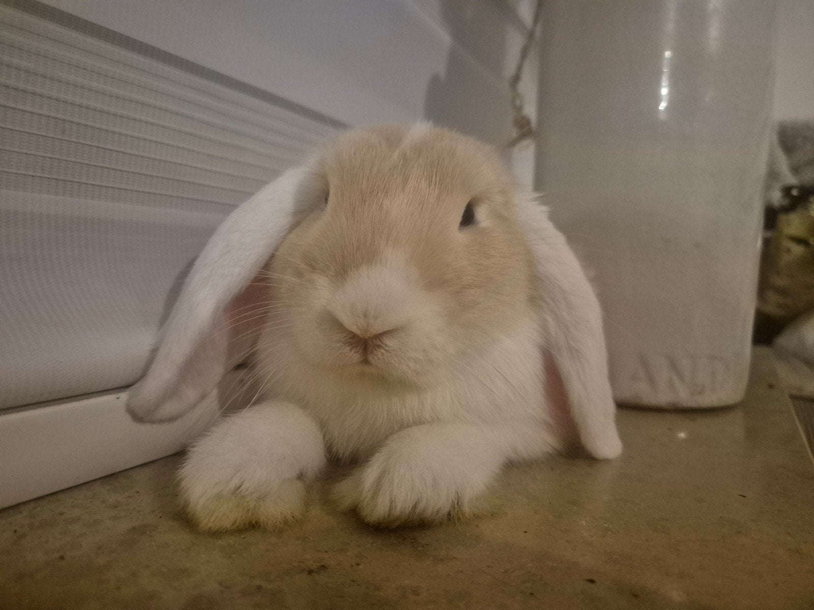 3 rammetjes zoeken goed huisje. 11 weken oud., Dieren en Toebehoren, Mannelijk, Klein, Hangoor, 0 tot 2 jaar