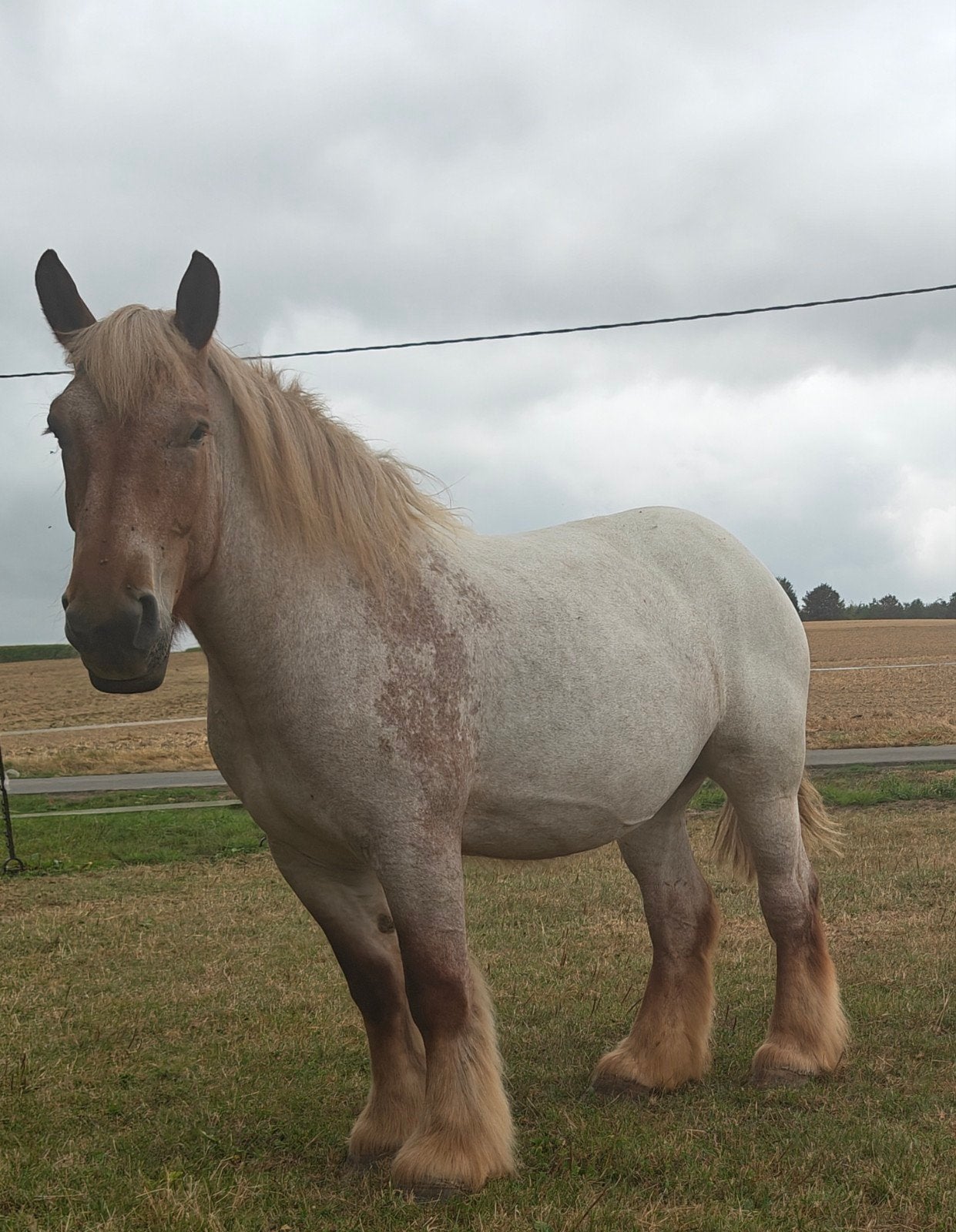 trekpaard. vosschimmel. fokmerrie, Dieren en Toebehoren, Merrie, Met stamboom, Niet van toepassing, 3 tot 6 jaar