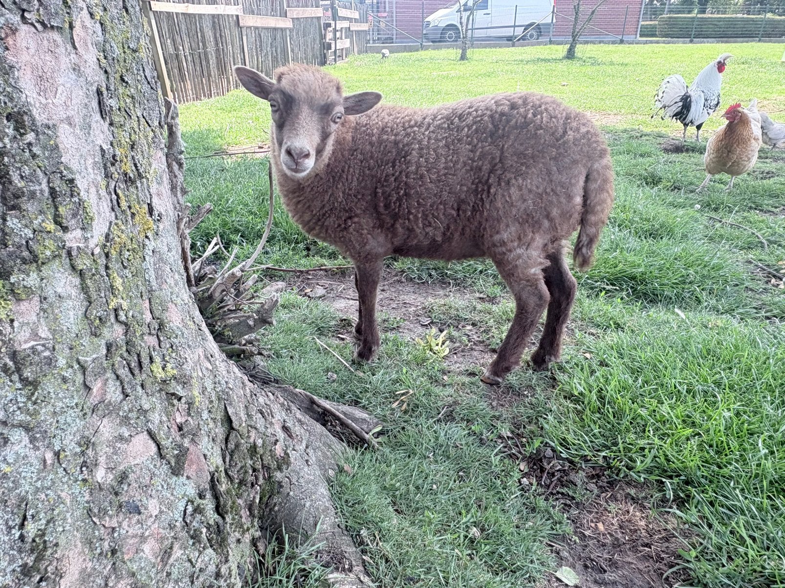 ouessant schaap ooi, Mouton