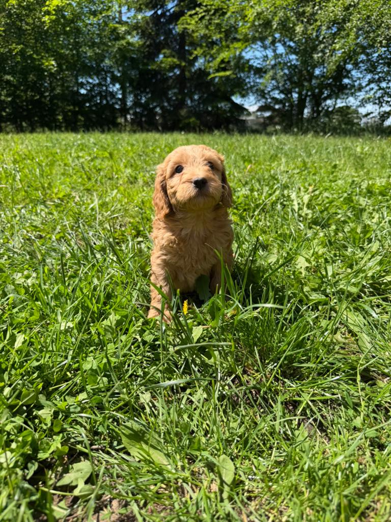 Mooie Labradoodle pups!, Dieren en Toebehoren, Parvo, België, 8 tot 15 weken, Labrador retriever